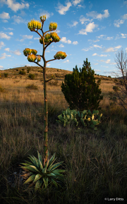 agave